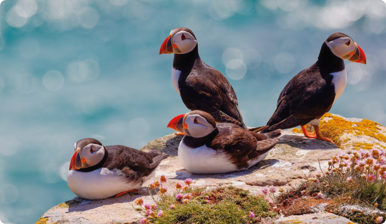 Case study cover image of four puffins standing and sitting near the sea